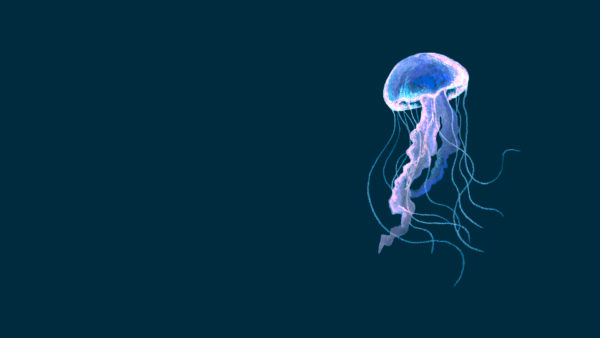 「水族館」ライナーノーツ〜Jellyfish〜